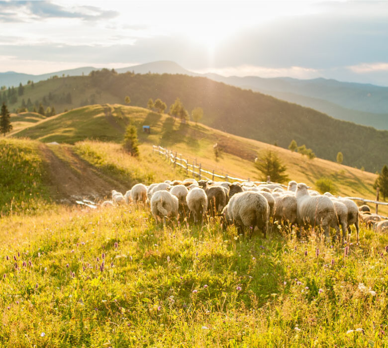 Fédération pastorale de l'Ariège