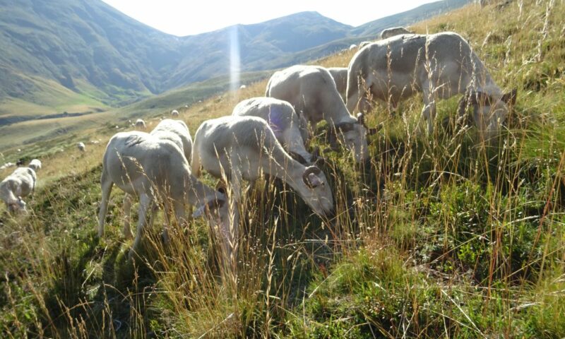 La transhumance, reconnue au Patrimoine culturel immatériel