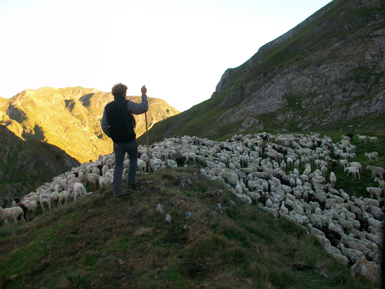 Structuration de l’emploi Pastoral sur les estives ariégeoises- La bourse d’emploi des vachers-bergers d’estive.