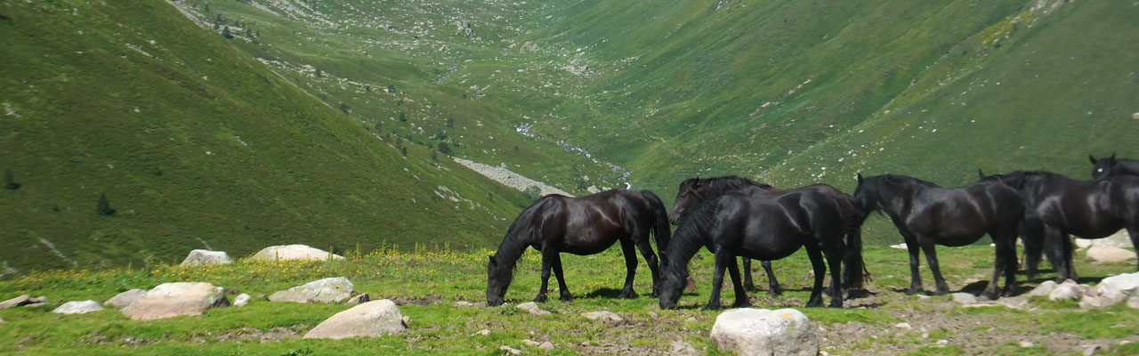 Le pastoralisme en Ariège