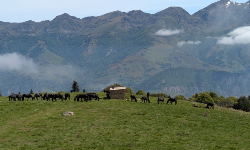 Conseil – Diffusion aux agents d’accueil de l’Office du Tourisme des Pyrénées Ariégeoises et du Plateau de Beille
